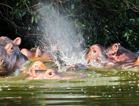 lake mburo hippos