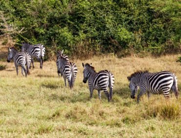 plain zebra herd at wild