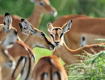 lake mburo national park (4)