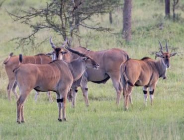 lake mburo national park (6)