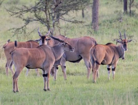 lake mburo national park (6)