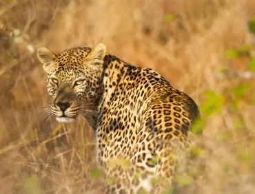 leopard in lake mburo