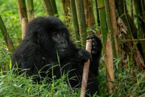 mgahinga mountain gorilla