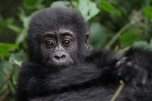 mountain gorilla