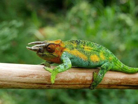 mt. rwenzori national park (6)
