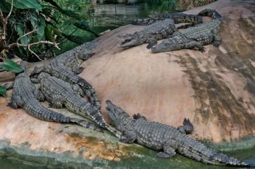 nile crocodiles