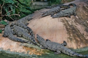 nile crocodiles