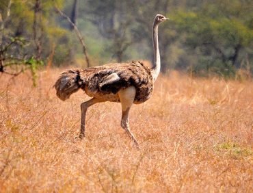 ostriches in kidepo