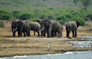 in murchison falls national park, surrounded by floating vegetation.