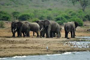 in murchison falls national park, surrounded by floating vegetation.
