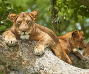 queen elizabeth national park (15)