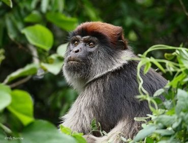 red colobus monkey