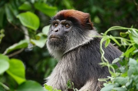 red colobus monkey