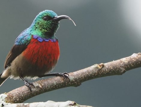 rwenzori double collared sunbird