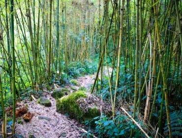 rwenzori mountain bamboo