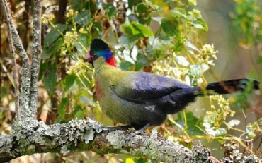 Rwenzori turaco