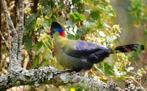 Rwenzori turaco
