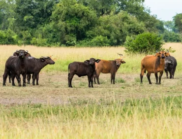 semuliki forest buffaloes