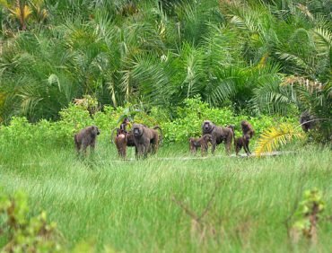 semuliki national park (3)