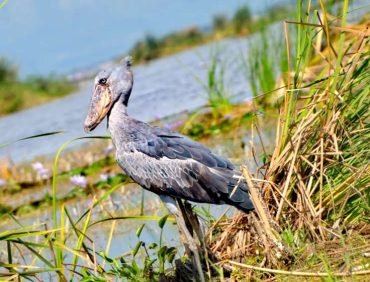 semuliki national park (5)
